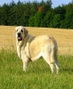 Filename=syra19m4.jpg
Filesize=237KiB
Dimensions=496x600
Date added=%520 %21, %2010 syra19m4.jpg
