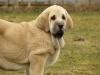 Filename=syra3m9.jpg
Filesize=231KiB
Dimensions=733x550
Date added=%984 %03, %2009 syra3m9.jpg