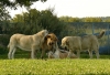 Filename=syra8m+sofie+roxana.jpg
Filesize=454KiB
Dimensions=881x600
Date added=%475 %30, %2009 syra8m+sofie+roxana.jpg