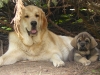 Filename=teddy+queen.jpg
Filesize=216KiB
Dimensions=733x550
Date added=%828 %01, %2009 teddy+queen.jpg