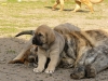 Filename=tess+quanto.jpg
Filesize=253KiB
Dimensions=733x550
Date added=%828 %01, %2009 tess+quanto.jpg