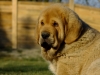 Filename=torro37.jpg
Filesize=133KiB
Dimensions=733x550
Date added=%906 %04, %2011 torro37.jpg