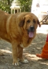 Filename=ugo4.jpg
Filesize=112KiB
Dimensions=385x550
Date added=%099 %10, %2009 ugo4.jpg