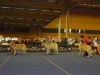 Filename=wels-c-youngfemales.jpg
Filesize=141KiB
Dimensions=800x600
Date added=%004 %02, %2009 wels-c-youngfemales.jpg