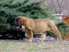 Filename=wonder11.jpg
Filesize=146KiB
Dimensions=800x600
Date added=%767 %25, %2010 wonder11.jpg