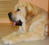 Filename=yachont1.jpg
Filesize=222KiB
Dimensions=800x729
Date added=%823 %05, %2012 yachont1.jpg