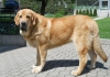 Filename=yeti8m.jpg
Filesize=289KiB
Dimensions=848x600
Date added=%796 %02, %2011 yeti8m.jpg