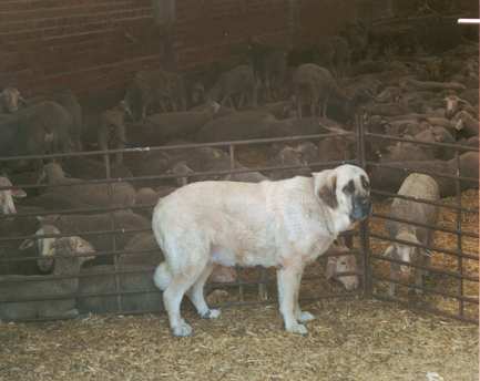 Triana III de Babia
Daughter of Truman.  

Keywords: flock working ganadero