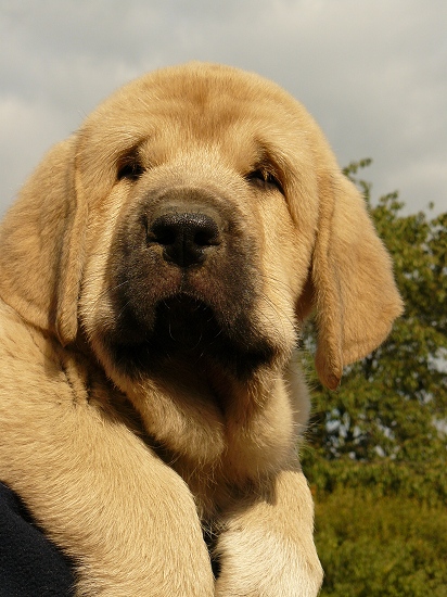 Umberta Lili Tornado Erben 7 weeks old
Ugo del Dharmapuri x Ch.Lois Tornado Erben
