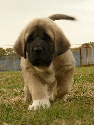 Uri Tornado Erben 7 weeks old
Ugo del Dharmapuri x Ch. Lois Tornado Erben
