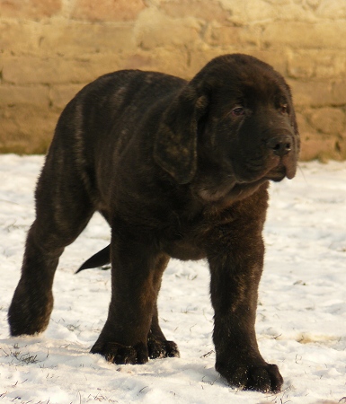 Viking Tornado Erben 8,5 semanas
17 kg :-)

Basil Mastifland x Eleonore Lu Dareva
