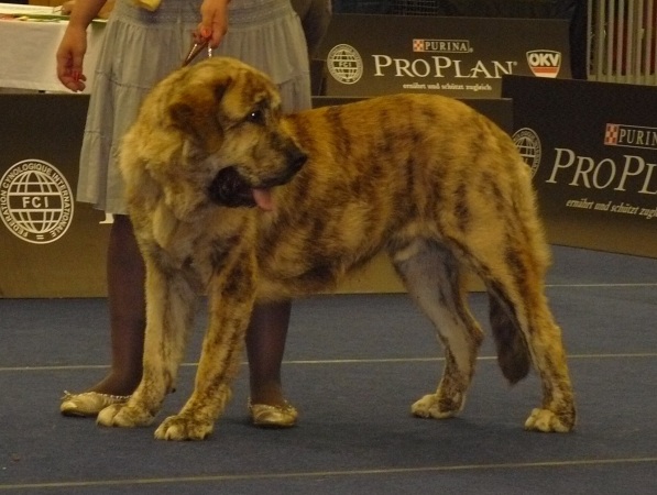 Bono s Madridskoho dvora - Middle East European Winner Show, Wels, Austria, 22.08.2009
very good 2

Neron de Filandon x Hessi Mastibe

Keywords: 2009