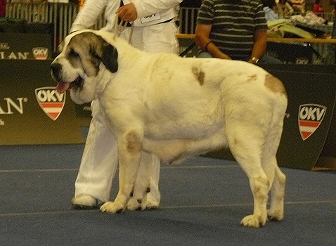 Motley House Luxury Spring Day - Middle East European Winner Show, Wels, Austria, 22.08.2009
excellent 2, res. CACA

Asocarronado Ha-La-Mu x Hata Fi-It

Keywords: 2009