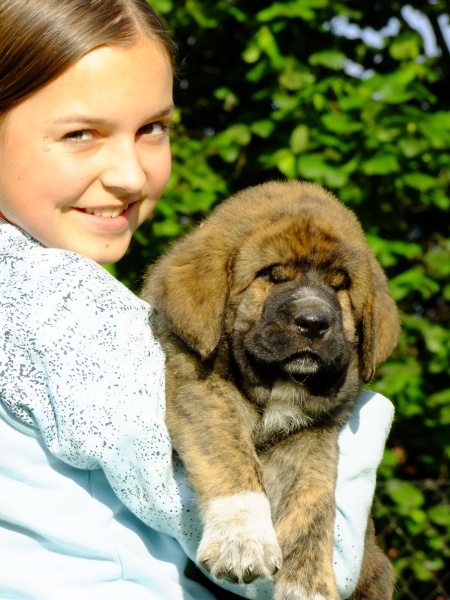 XTiger Tornado Erben 6 weeks old 
Ch. Quanto Tornado Erben x Ch. Florita Maja Tornado Erben
