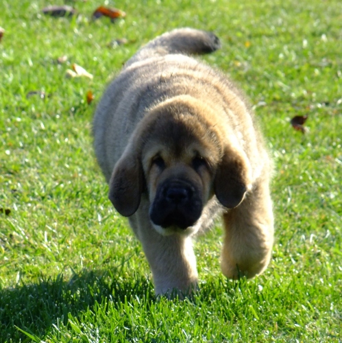 Yack Tornado Erben 12 weeks old
Brutus del Dharmapuri x Sofia Sol Tornado Erben
