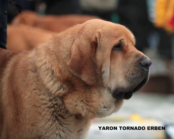 Yaron  Tornado Erben - 15 months
Male with the best head on Jubilee Club show in Russia
Macho con Mejor cabeza en Exposicion de club en Rusia

(Brutus del Dharmapuri x Sofia Sol Tornado Erben)
