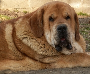 Ydalgo Leon Tornado Erben - World Winner 2012
grandson of Druso de la Aljabara
