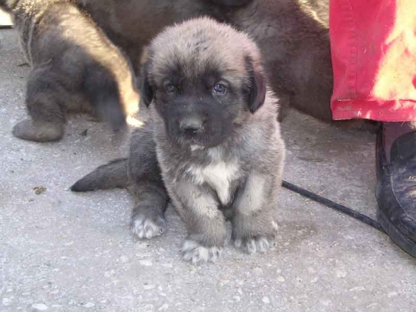 Cachorro de Arraijanal
(Montañes de Hazas de Cesto x Campiña de la Aljabara)
Nacido: 29.03.2006 
Keywords: puppyspain puppy cachorro