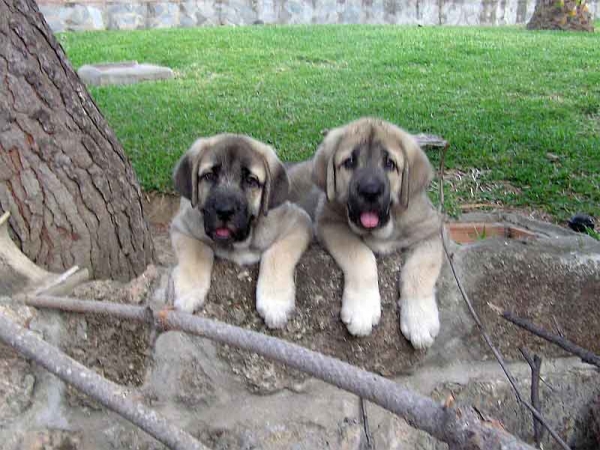 Cachorros de Arraijanal
(Montañes de Hazas de Cesto x Campiña de la Aljabara)
Nacidos: 29.03.2006 
Keywords: puppyspain puppy cachorro