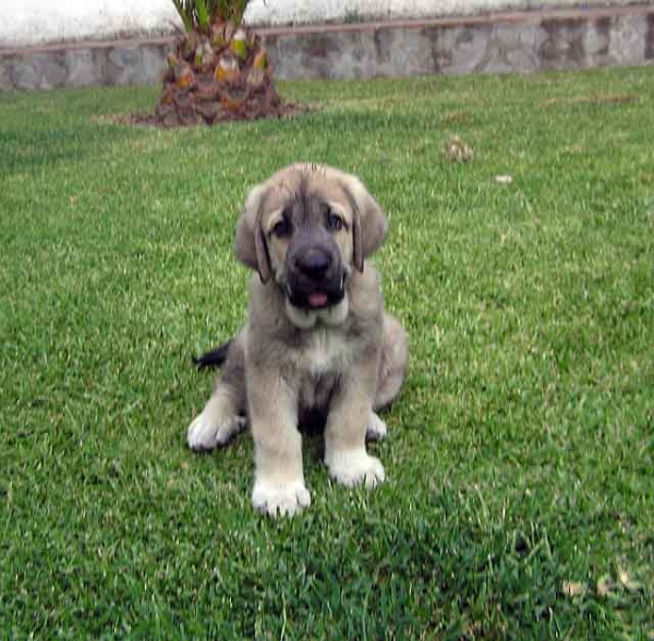 Cachorro de Arraijanal
(Montañes de Hazas de Cesto x Campiña de la Aljabara)
Nacido: 29.03.2006 
Keywords: puppyspain puppy cachorro