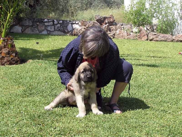 Cachorro de Arraijanal
(Montañes de Hazas de Cesto x Campiña de la Aljabara)
Nacido: 29.03.2006 
Keywords: puppyspain puppy cachorro