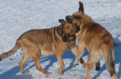 Archie and Ernesto Mastibe
mother and son 
Keywords: snow nieve mastibe