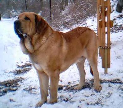 Caballero Mastibe
Keywords: snow nieve mastibe