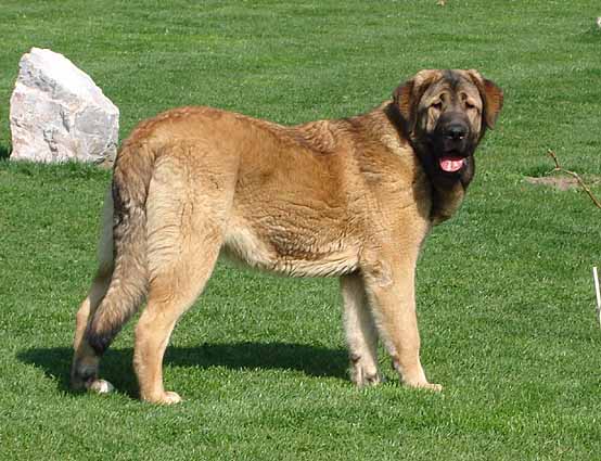 Coco Herbu Wielka Lapa-7,5 months old
ICh.Unique du Domaine du Runneval x ICh.Bancia Dobra Rasa
