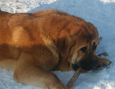 Unique du domaine du Runneval 8 months
Keywords: snow nieve puppy cachorro mastibe