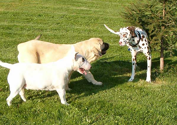 Zazi Mastibe (3,5 months old) and dogs from hotel Mastibe
Keywords: pet puppy cachorro mastibe