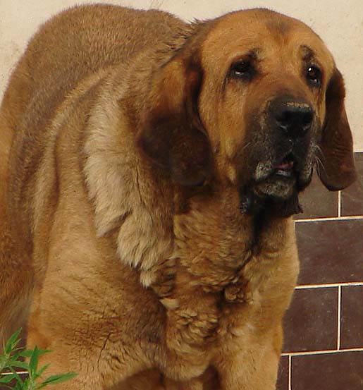 Archie Mastibe 11 years old
Adore Baghira x Elba Vila Dalia
Keywords: veteran veterano