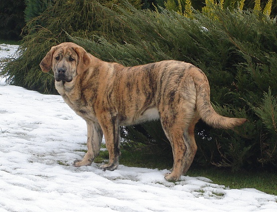 Chanel Zaark Mastibe "Chany" - 6 months
ICh.Arak z Kraje sokolu x ICh.Amiga Zazi Bis Mastibe
