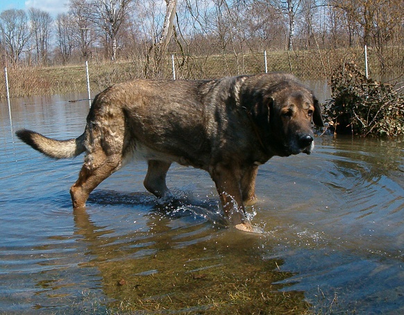 Elba Vila Dalia
Elba was foundation female of our Spanish Mastiff breeding in Mastibe. She was excellent mother, who gave many champions. She was almost 11 years old. Thank you for all Elba.

(Borascosco Extrema x Antra Extrema)
Born: 26.03. 1996

Kľúčové slová: veteran veterano mastibe