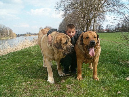 Erny, Tom, Archie
Enamorado Ernesto and Archie Mastibe 
Nøkkelord: kids mastibe