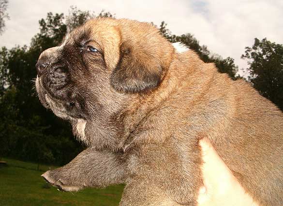 Puppy (18 days) from Mastibe
Druso de la Aljabara x ICh. Connie Mastibe
Keywords: mastibe puppy cachorro