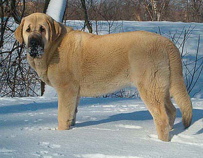 Feya Mastibe 8½ months
Ключови думи: snow nieve puppy cachorro mastibe