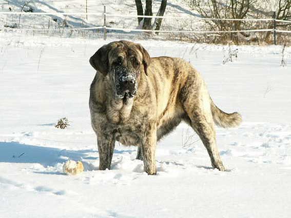 Ginny Mastibe - 17 months
Photo Marcela Hruskova  

Keywords: snow nieve calverota