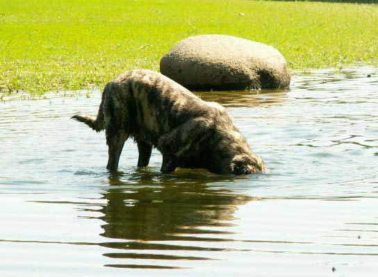 Ginny Mastibe
Keywords: water calverota