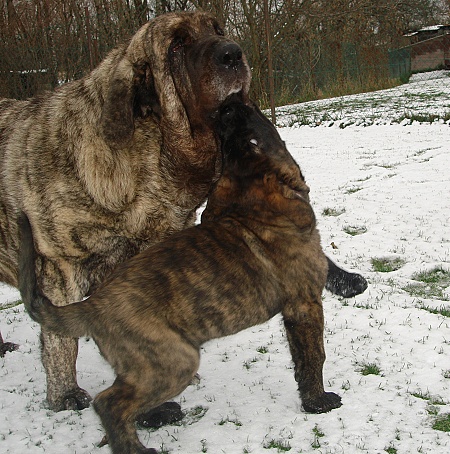 Goya Mastibe(3 years) and Indiano Mastibe(10 weeks)
