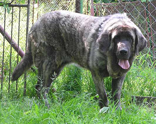 Goya Mastibe - 10 months old
Ich.Enamorado Ernesto Mastibe x Ich.Connie Mastibe  

Keywords: mastibe