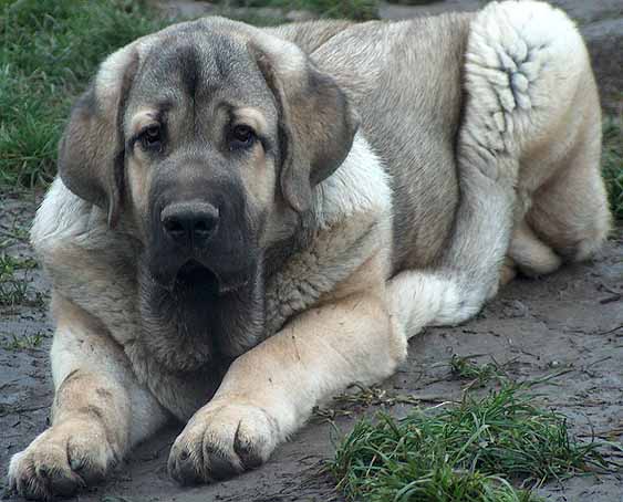 Hagrid Mastibe - 5 months old
Druso de la Aljabara x ICh. Connie Mastibe
