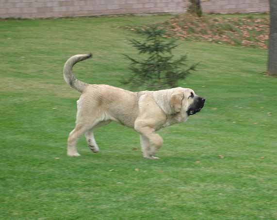 Hakim Mastibe-4,5 months
Druso de la Aljabara x ICh.Connie Mastibe
Keywords: puppy cachorro mastibe