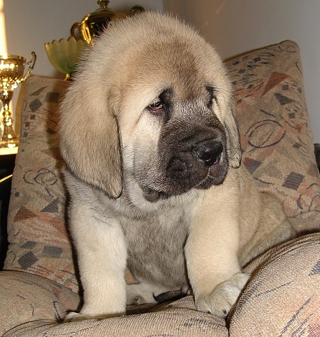 Jeff Mastibe 6 weeks old
Basil Mastifland x Goya Mastibe
