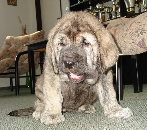 Jenny Mastibe 6 weeks old
Basil Mastifland x Goya Mastibe
Keywords: 20.12.2007