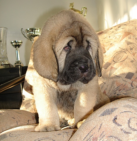 Joko Mastibe 6 weeks old
Basil Mastifland x Goya Mastibe
Keywords: 20.12.2007