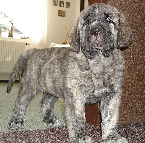 Julia Mastibe 6 weeks old
Basil Mastifland x Goya Mastibe
