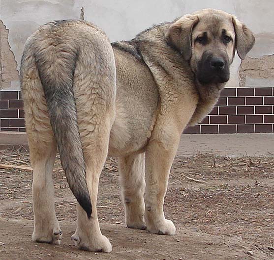 Lupina Mastibe 7 months
Ch.Seo de Torreanaz x Ich.Amiga Zazi Bis Mastibe
