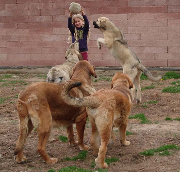 Lupina Mastibe 8 months,Archie Mastibe 10,5 years,Anuler Alano 5,5 months,Jenny Mastibe 15,5 months and Tereza
