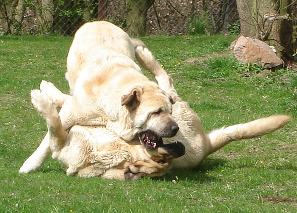 Neron de Laciana and Feya Mastibe
