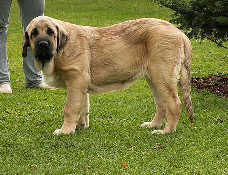 Neron de Laciana-4,5 months old
Keywords: mastibe